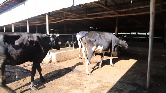 ዋና ዋና የወተት ላም በሽታዎች፤ ምልክቶችና የመከላከያ መንገዶች(Health) смотреть онлайн