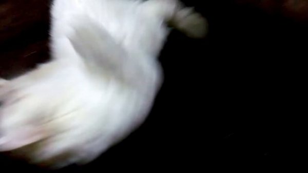 Hermione Znatniy Zver невская маскарадная