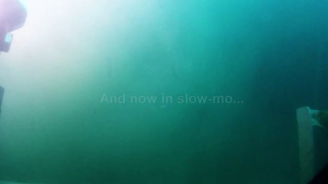 Octopus attacks ROV ! смотреть онлайн