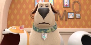 Корги по имени Моко. Домашние животные 2, 1 серия. Занятия спортом