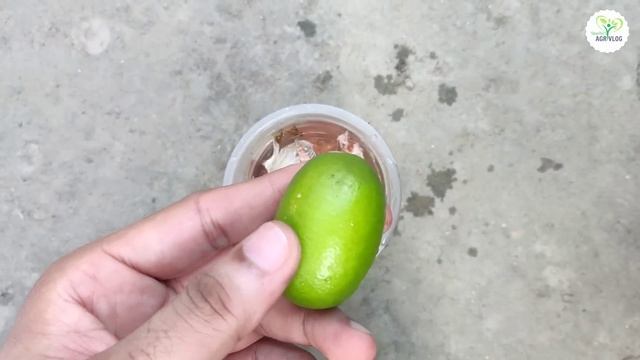 কোন ১ টি সার দিলে - লাউয়ের ফলন হবে দ্বিগুণ দেখুন - স্ত্রী ফুল আনার গোপন টিপস জানুন смотреть онлайн