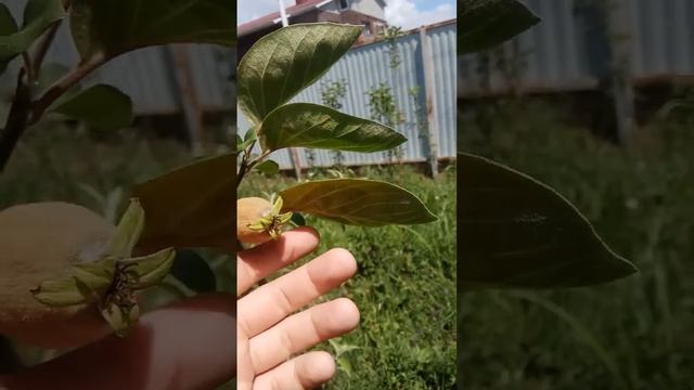 10.06.2024 айва Румо