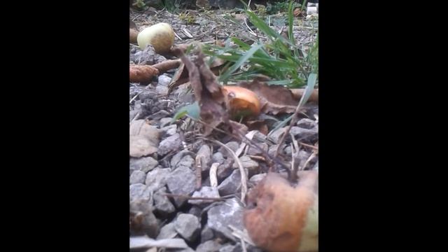 strictly the dancing leaf dance - eyestick eyestock смотреть онлайн