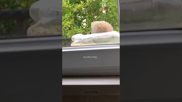 Beautiful bird likes to come on my window | How can you call birds on your window #birds смотреть онлайн