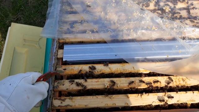 Пчелиная Матка Вывод маток Часть 1 Быстрое расширение пасеки смотреть онлайн