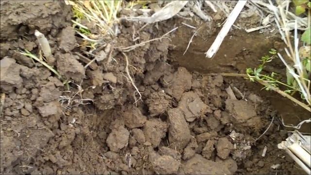 KGIII, Large Cents and Seated Field Hunt!.wmv смотреть онлайн