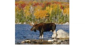 Презентация для детей по Доману. Животные и звуки - 2.