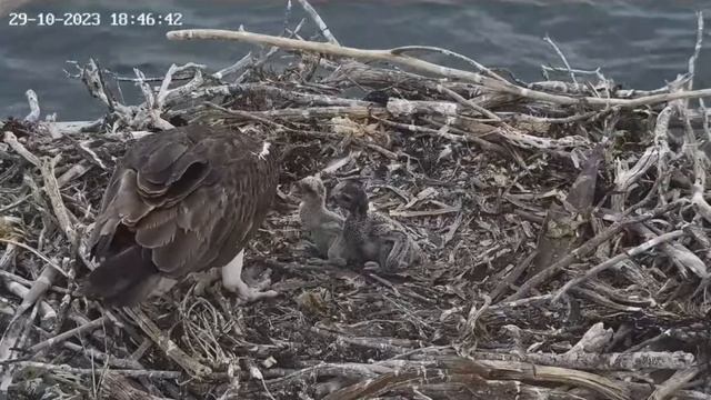 Port Lincoln Osprey 29 10 2023 1 ~ Tata z rybą, Mama karmi смотреть онлайн