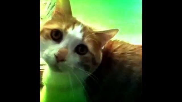 Hello There! #cat In Window ;) смотреть онлайн