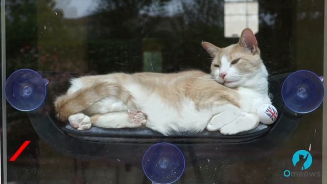 Cat Window Bed смотреть онлайн