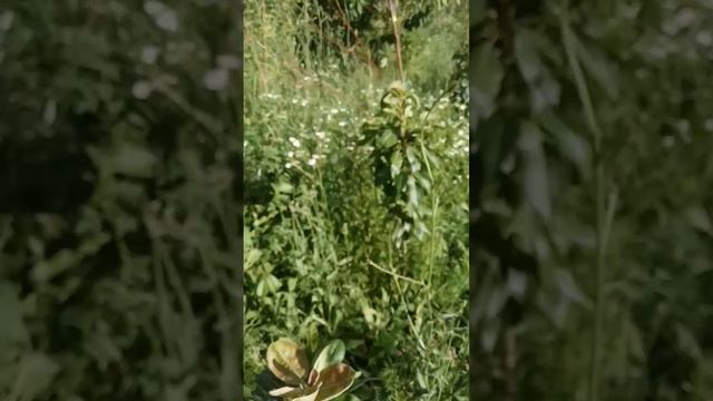 16.06.2024 груша колонновидная желтая