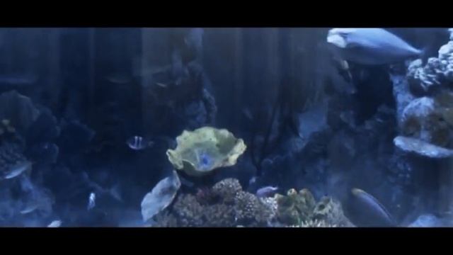 bristol aquarium.mpg смотреть онлайн