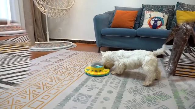 Kadtc Amazon Top Dog Puzzle toys brain stimulating game smart treat toy LHSJ0148 смотреть онлайн