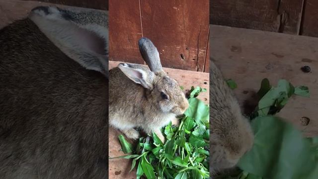🐇RABBIT NEED WORMMING, Rabbit Family Eating Challenge, Rabbids Invasion, biggest rabbit #825 смотреть онлайн