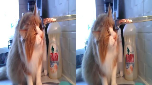 Cat drinking 3D смотреть онлайн