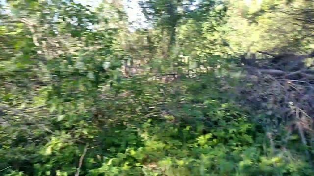 4 июня 2022. Деревня. Обзор прививок, сада, посадок. Природа, отличная погода. смотреть онлайн