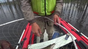 Раньше в этом лесу были грибы а теперь щука!!! Закрытие летнего сезона по щуке. Рыбалка на спининг.