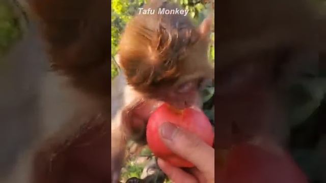 Eating Apple Every Day Keeps (2021)The Doctor Away, Everyone Should Eat Apple Including Monkeys,,, смотреть онлайн
