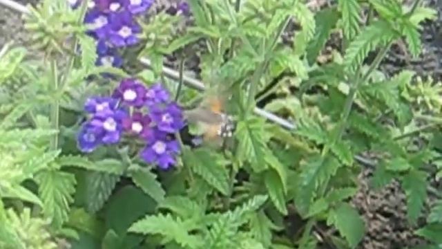 Калибри в Воронеже смотреть онлайн