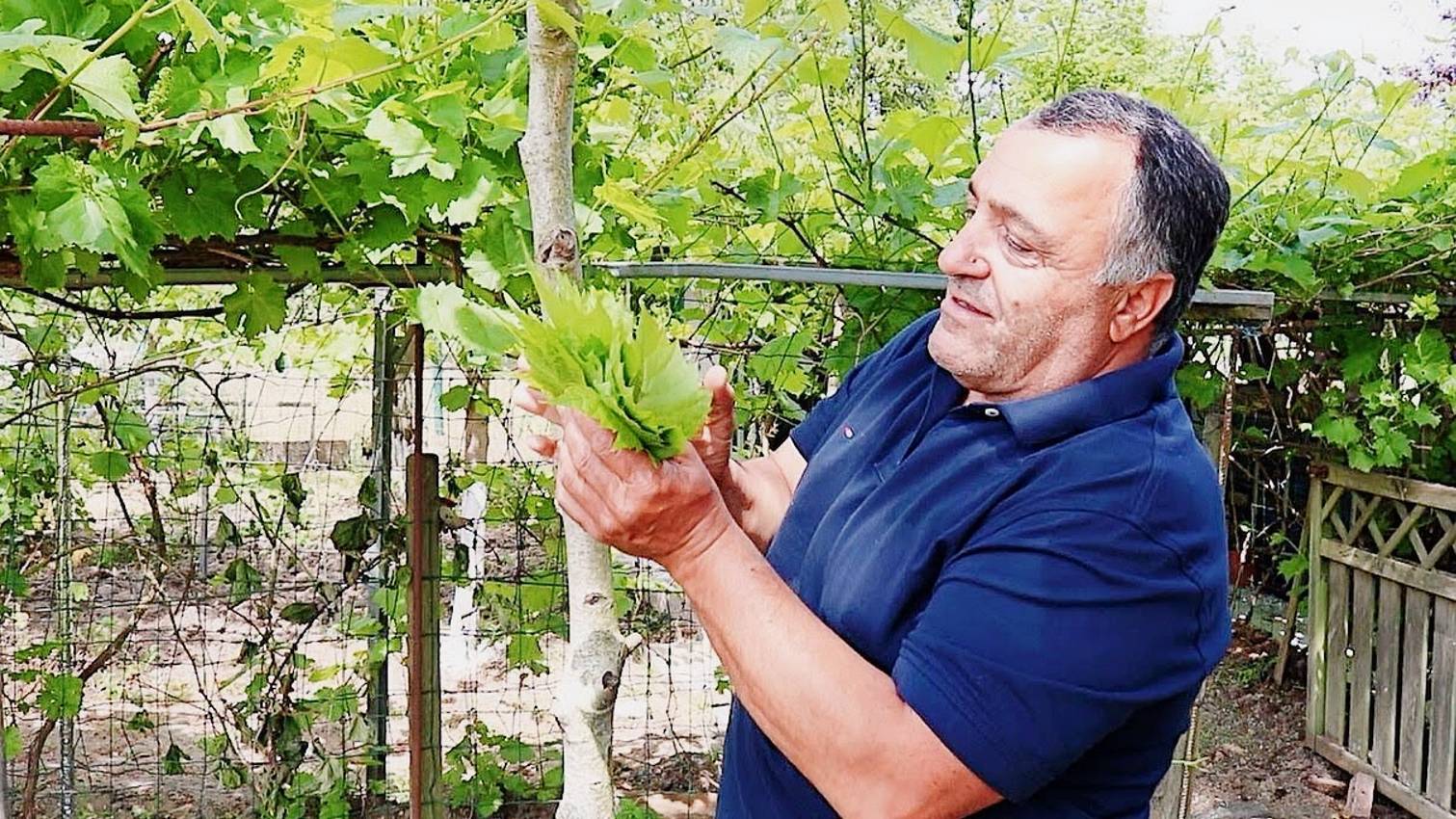 Долма в виноградных листьях в кастрюле на мангале / Как приготовить долму из виноградных листьев смотреть онлайн