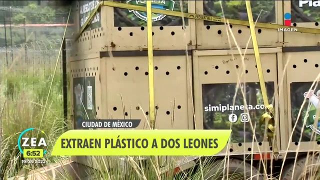 Extraen plástico a dos leones del santuario Black Jaguar-White Tiger | Noticias con Francisco Zea смотреть онлайн