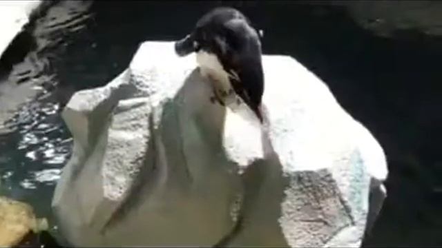 Antarctic Penguins :: Iceberg смотреть онлайн