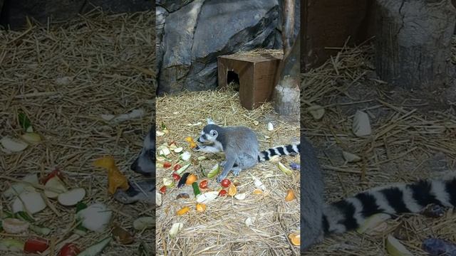 лемуры смотреть онлайн