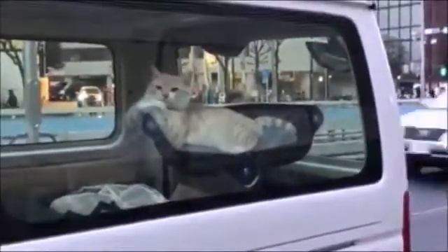 Cat Window Bed-Hammock смотреть онлайн