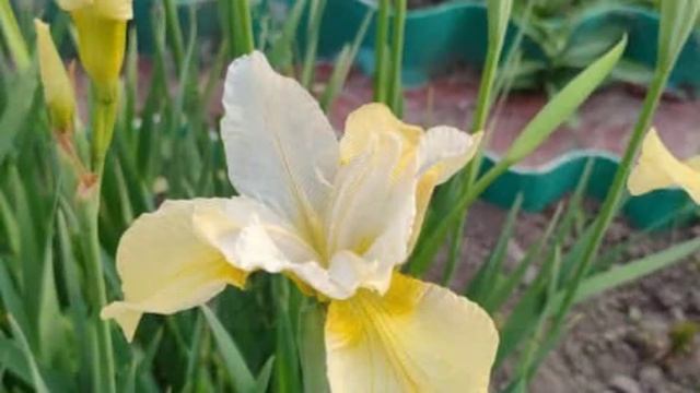 Эдуард хочет продать дом. Как вывести деньги с AdSense ? смотреть онлайн