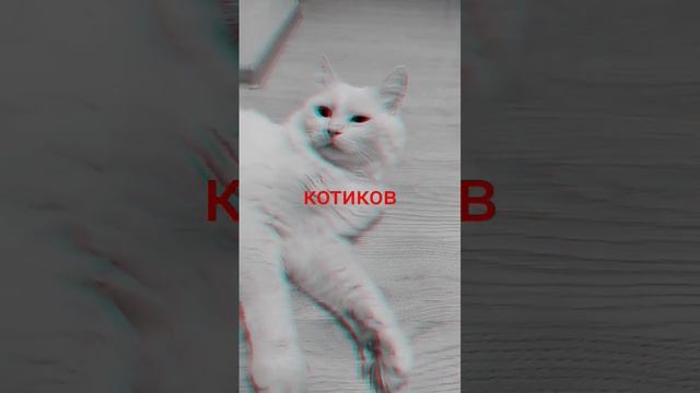 никола котик смотреть онлайн