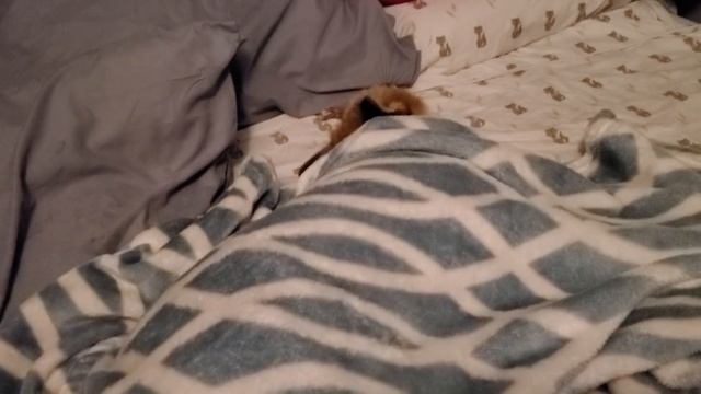 There's a Fox in My Bed смотреть онлайн