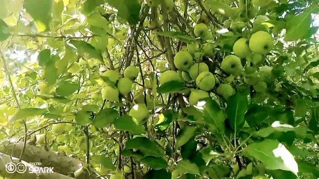 green apple|apple red or green|green apples|green smith apple|apples|#apples смотреть онлайн