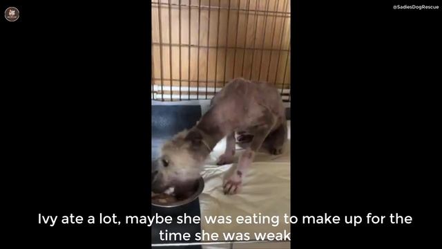 6 months of neglect, poor dog gave up hope in owner and accepted to see her life end смотреть онлайн