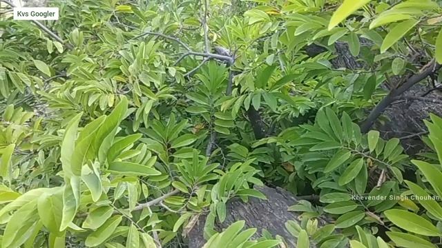 Sharifa sitafal custardapple Sweetsop sweetapple tree in Rajasthan India Watch in Slow Motion #Bino смотреть онлайн