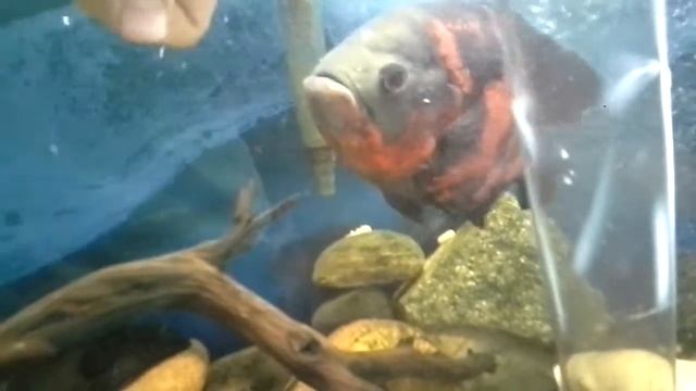 Oscar aggression смотреть онлайн