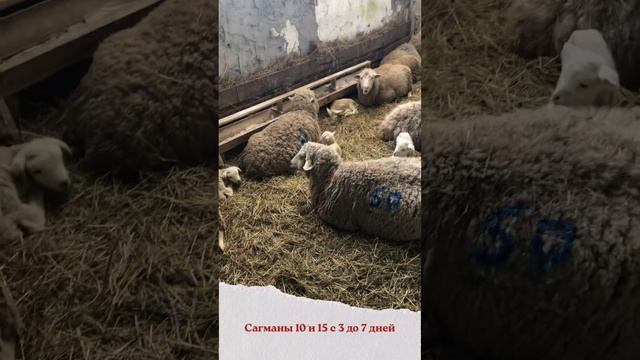 Окот 2022 смотреть онлайн