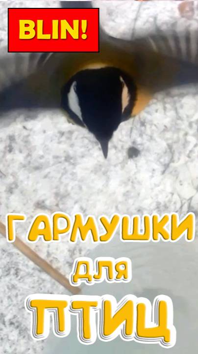 Синички подлетают к кормушке как колибри