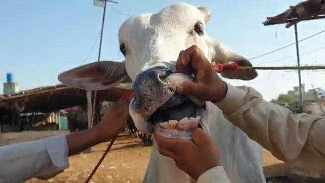 KARACHI MAY SIBBI LANAY WALAY SAAB SAY PEHLAY BHAI | ANIMAL POINT PK смотреть онлайн