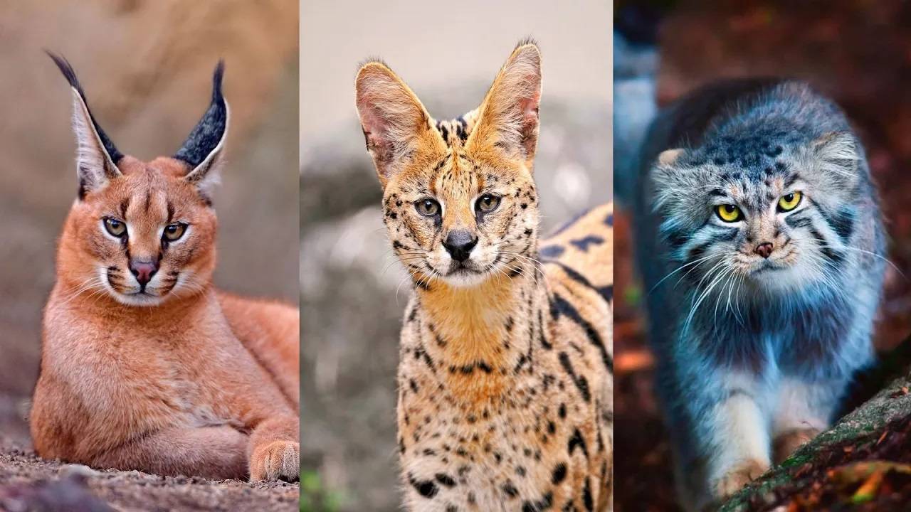 ДИКИЕ КОШКИ КОТОРЫМ НЕ МЕСТО В ДОМЕ / ЭКЗОТИЧЕСКИЕ КОШКИ смотреть онлайн