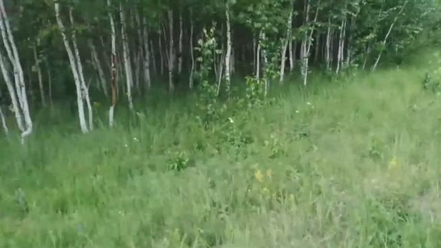 ЧТО!!?/ЗАБЛУДИЛИСЬ В ЛЕСУ!/ПОКАТУШКИ ШКОЛЬНИКОВ! смотреть онлайн