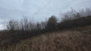 охота с легавой