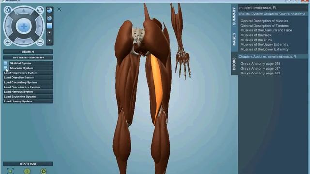 Anatronica Pro for Windows/Mac With Gray's Anatomy and Wikipedia content смотреть онлайн