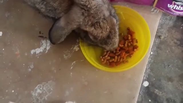 l like cat food...nyam..nyam смотреть онлайн