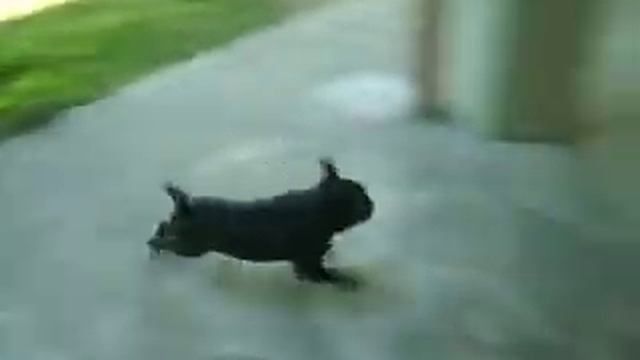 Carlino Ruben Corre Come Un Pazzo!!!