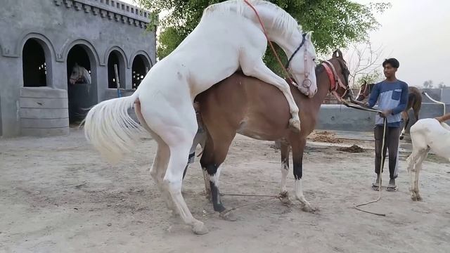 New Horse Mating Video Nukra Stallion Haider Bajwa Stud Farm смотреть онлайн