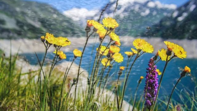 Pain Relief Guided Meditation | THE SACRED HEALING SPA | Hypnosis for Deep Healing (chronic pain re смотреть онлайн