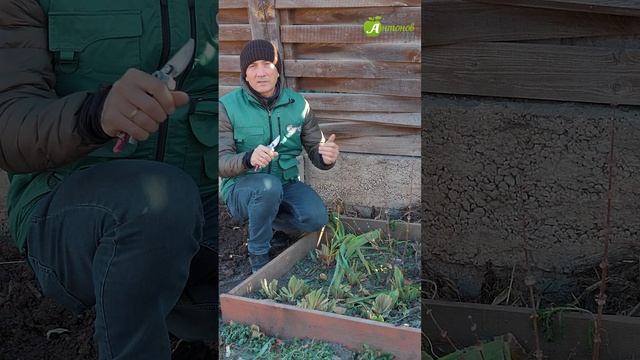 Не забудьте обрезать ирисы осенью! смотреть онлайн