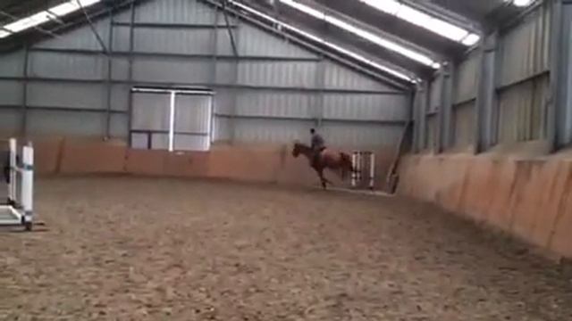Chacco Blue x Cento 7 jahrige Wallach смотреть онлайн