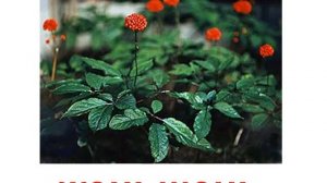 Презентация для детей по Доману. Растения цветы 3