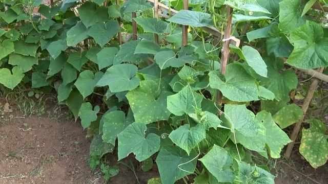Growing cucumbers this way, I didn't need to buy cucumbers at the market смотреть онлайн